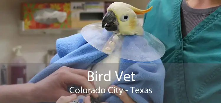 Bird Vet Colorado City - Texas