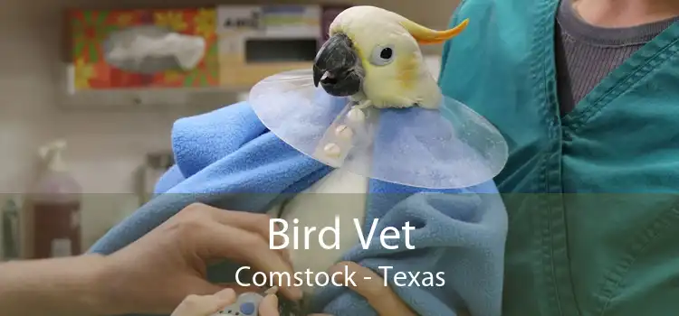 Bird Vet Comstock - Texas