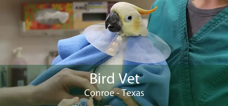 Bird Vet Conroe - Texas