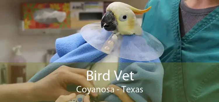 Bird Vet Coyanosa - Texas