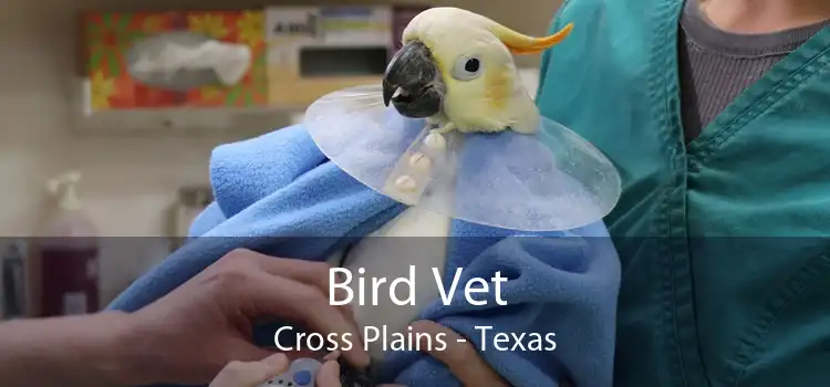 Bird Vet Cross Plains - Texas