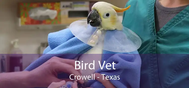 Bird Vet Crowell - Texas