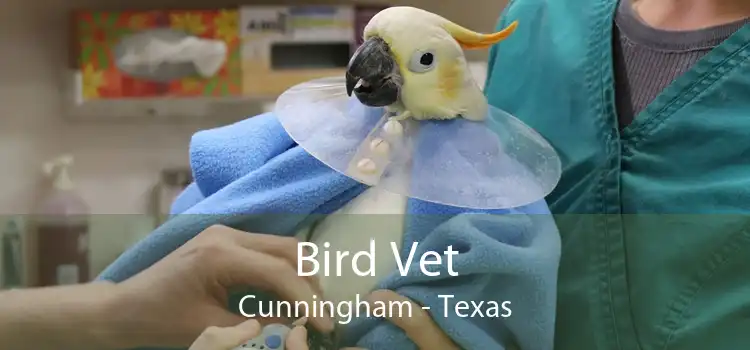 Bird Vet Cunningham - Texas