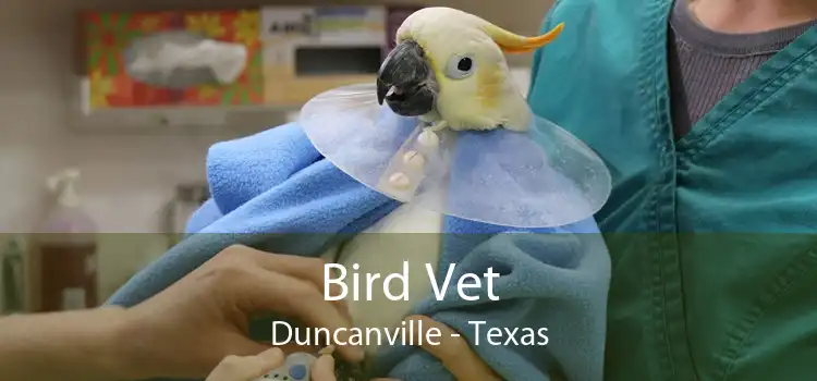 Bird Vet Duncanville - Texas