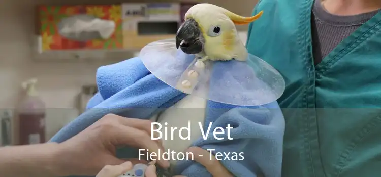 Bird Vet Fieldton - Texas