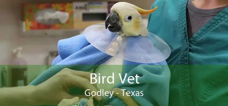 Bird Vet Godley - Texas