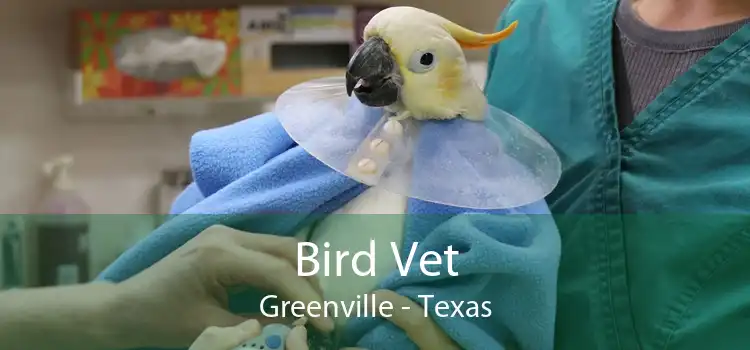 Bird Vet Greenville - Emergency Exotic Avian Vet Near Me