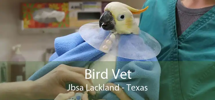 Bird Vet Jbsa Lackland - Texas