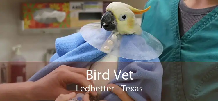 Bird Vet Ledbetter - Texas
