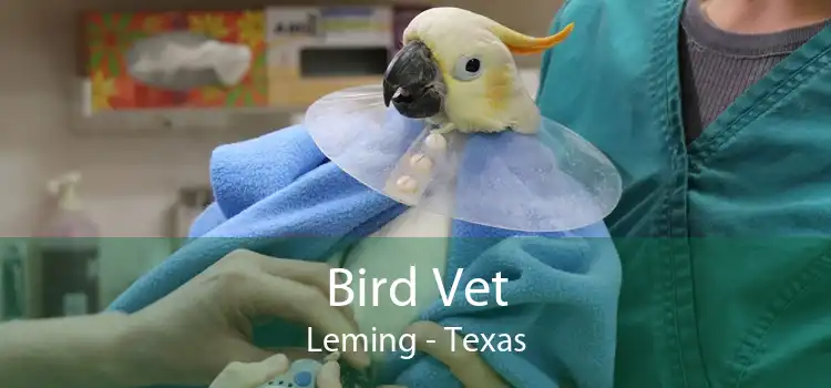 Bird Vet Leming - Texas