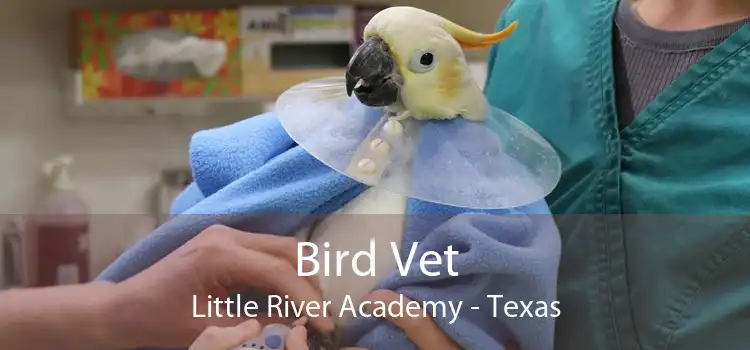 Bird Vet Little River Academy - Texas