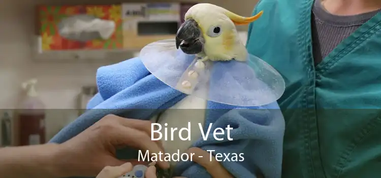 Bird Vet Matador - Texas