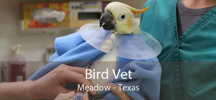 Bird Vet Meadow - Texas