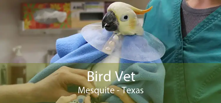 Bird Vet Mesquite - Texas