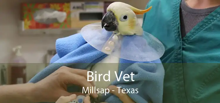 Bird Vet Millsap - Texas