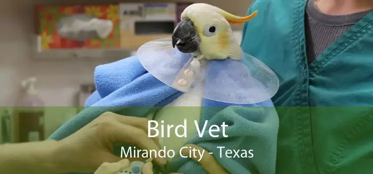 Bird Vet Mirando City - Texas