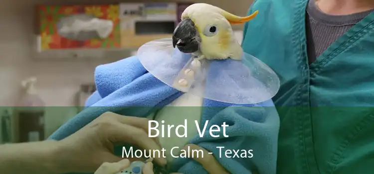 Bird Vet Mount Calm - Texas