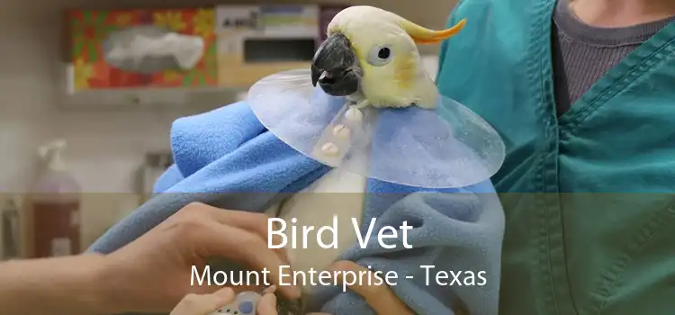 Bird Vet Mount Enterprise - Texas