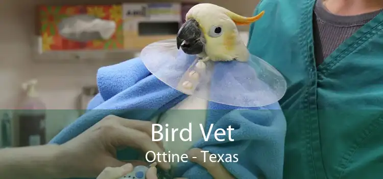 Bird Vet Ottine - Texas