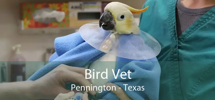 Bird Vet Pennington - Texas