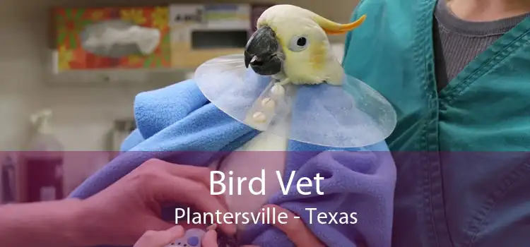 Bird Vet Plantersville - Texas