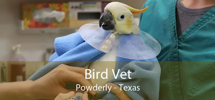 Bird Vet Powderly - Texas