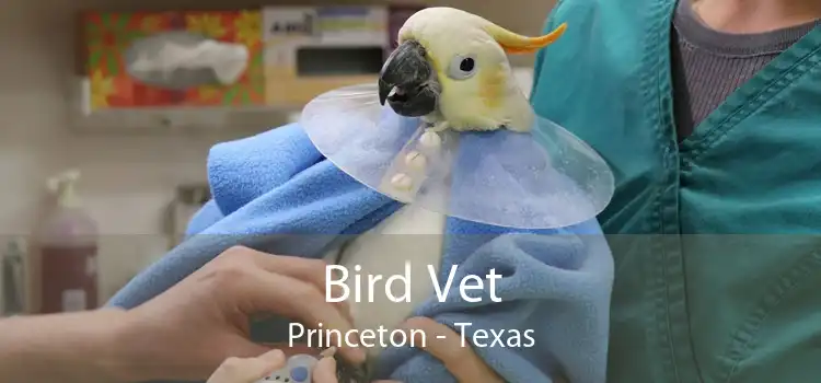 Bird Vet Princeton - Texas