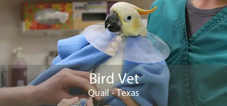 Bird Vet Quail - Texas