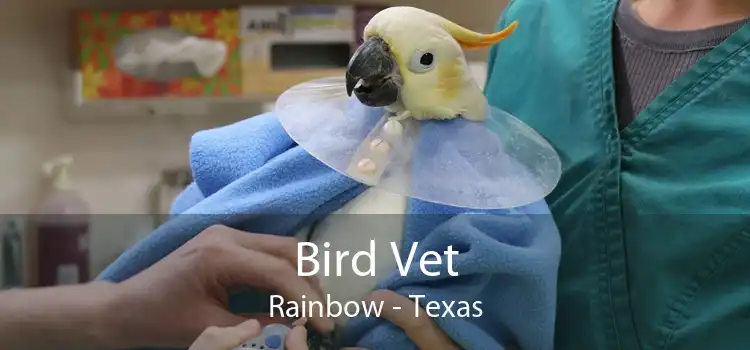 Bird Vet Rainbow - Texas