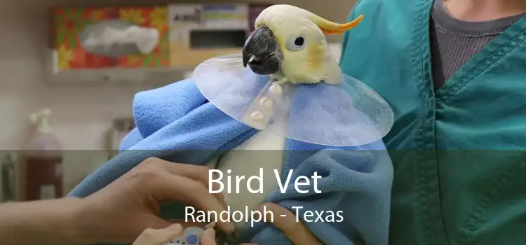 Bird Vet Randolph - Texas