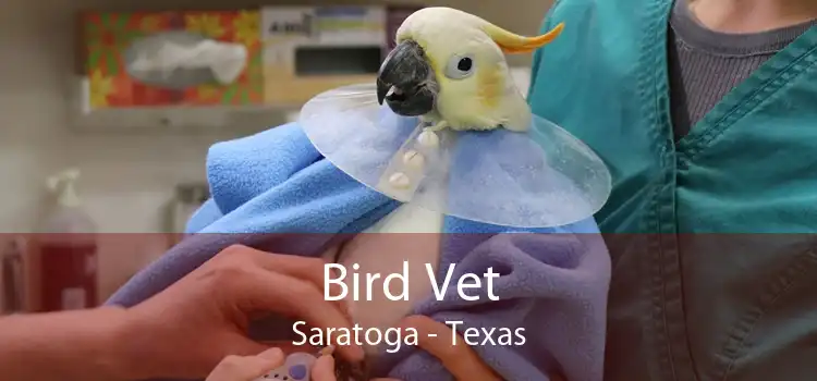 Bird Vet Saratoga - Texas