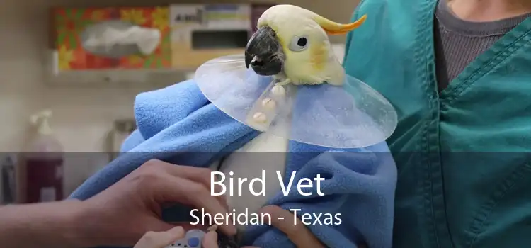 Bird Vet Sheridan - Texas