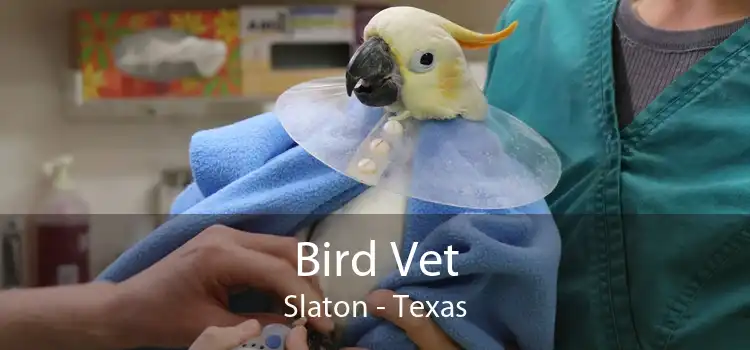 Bird Vet Slaton - Texas