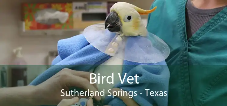 Bird Vet Sutherland Springs - Texas