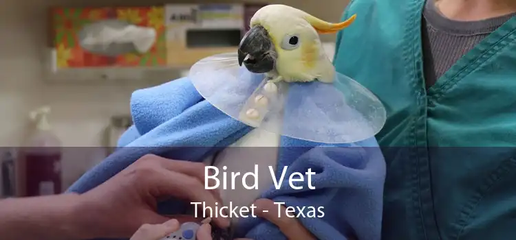 Bird Vet Thicket - Texas