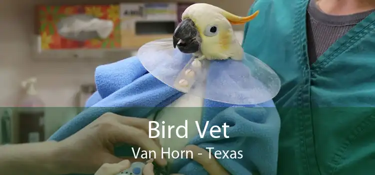 Bird Vet Van Horn - Texas