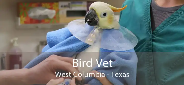 Bird Vet West Columbia - Texas