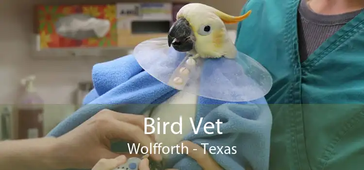 Bird Vet Wolfforth - Texas