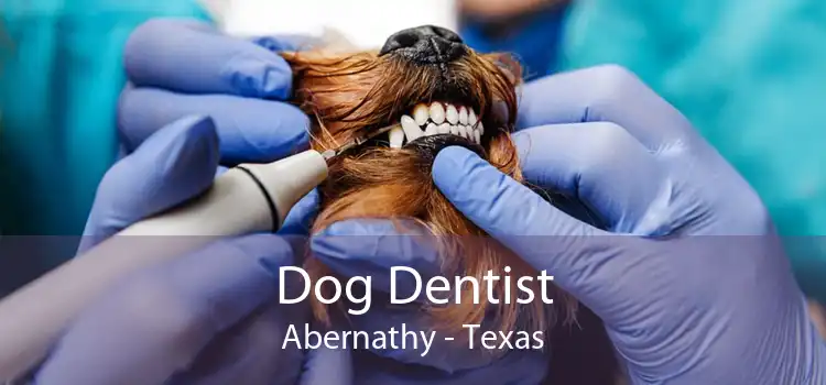 Dog Dentist Abernathy - Texas