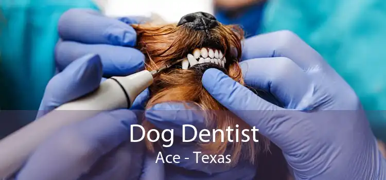 Dog Dentist Ace - Texas