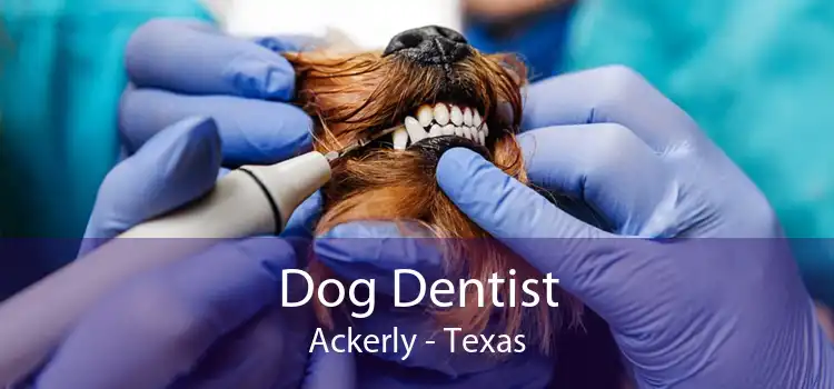 Dog Dentist Ackerly - Texas