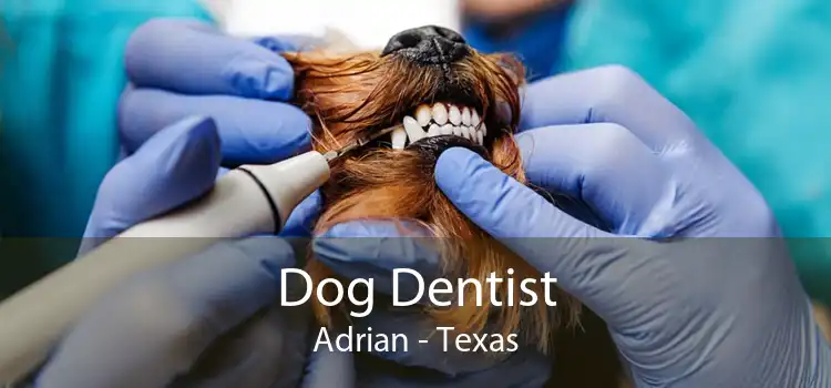 Dog Dentist Adrian - Texas