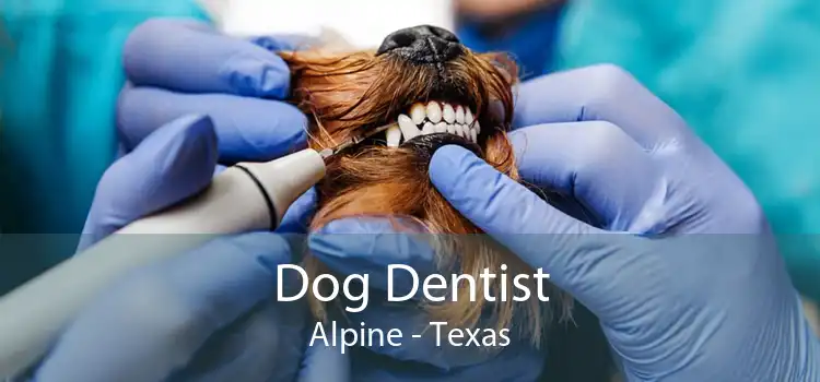 Dog Dentist Alpine - Texas