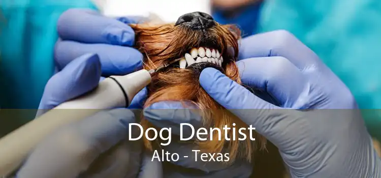 Dog Dentist Alto - Texas