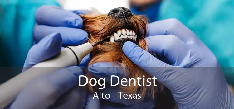 Dog Dentist Alto - Texas