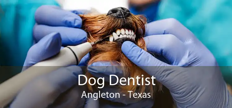 Dog Dentist Angleton - Texas