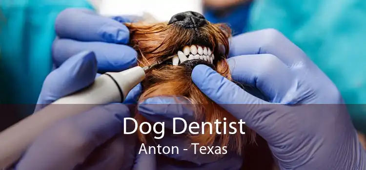 Dog Dentist Anton - Texas