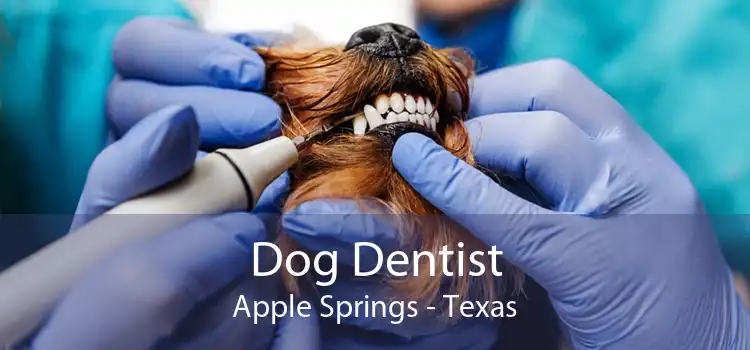 Dog Dentist Apple Springs - Texas