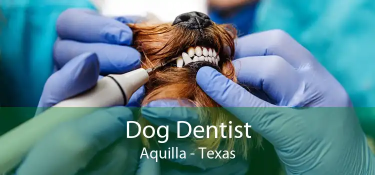 Dog Dentist Aquilla - Texas
