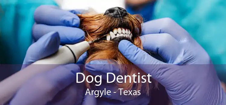 Dog Dentist Argyle - Texas